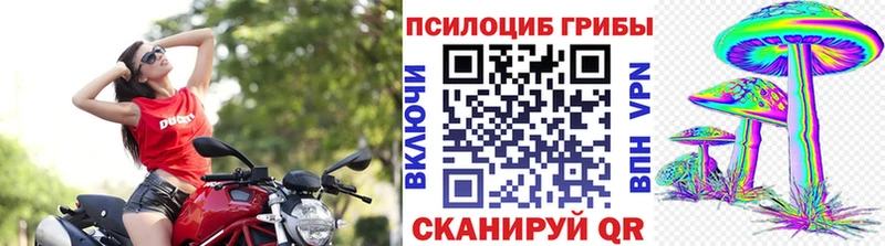 Купить  Ишим  Псилоцибиновые грибы Psilocybine cubensis 